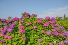 안성리수국길 관광 정보와 주변 관광 명소 및 근처 맛집 여행 정보