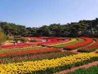 코리아플라워파크 관광 정보와 주변 관광 명소 및 근처 맛집 여행 정보