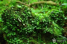 [제주올레 11코스] 모슬포-무릉 올레 - 주변 여행 및 근처 관광 명소 - 국내 여행 정보와 관광 명소 정보