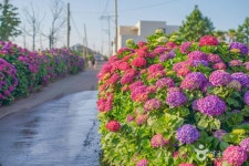 안성리수국길 관광 정보와 주변 관광 명소 및 근처 맛집 여행 정보