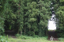 녹산로 유채꽃도로 관광 정보와 주변 관광 명소 및 근처 맛집 여행 정보