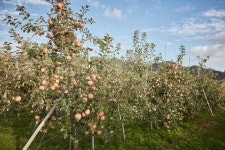 예산 알토란사과마을 관광 정보와 주변 관광 명소 및 근처 맛집 여행 정보