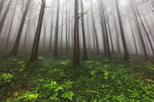 편백나무숲속 나폴리농원 - 주변 여행 및 근처 관광 명소 - 국내 여행 정보와 관광 명소 정보