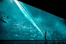 Aqua Planet Jeju (아쿠아플라넷 제주) - Culture - Korea travel and tourism information