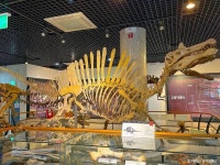 안면도 쥬라기박물관 문화 정보와 주변 관광 명소 및 근처 맛집 여행 정보