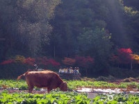 Hanteo Pony Farm (한터 조랑말농장) - Sightseeing - Korea travel and tourism information
