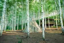 院垈里シラカバ林（ささやくシラカバ林）（원대리 자작나무 숲（속삭이는 자작나무 숲）） - 観光 - 韓国旅行・観光情報