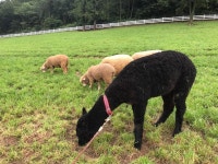 남해 상상양떼목장 편백숲 관광 정보와 주변 관광 명소 및 근처 맛집 여행 정보