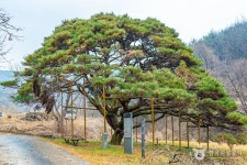 예천 사부리 소나무 - 주변 여행 및 근처 관광 명소 - 국내 여행 정보와 관광 명소 정보