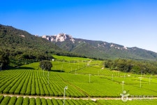 Gangjin Dawon Tea Plantation (전남 강진다원) - Sightseeing - Korea travel and tourism information