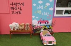 개스토랑in위촌길299 음식점 정보와 주변 관광 명소 및 근처 맛집 여행 정보