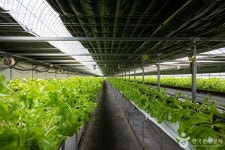 달콤딸기농장 관광 정보와 주변 관광 명소 및 근처 맛집 여행 정보