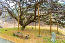 예천 사부리 소나무 관광 정보와 주변 관광 명소 및 근처 맛집 여행 정보