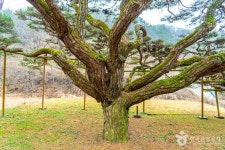 예천 사부리 소나무 관광 정보와 주변 관광 명소 및 근처 맛집 여행 정보