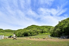 Daegwallyeong Sky Ranch (대관령 하늘목장) - Sightseeing - Korea travel and tourism information