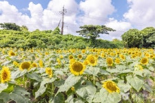 김경숙해바라기농장 관광 정보와 주변 관광 명소 및 근처 맛집 여행 정보