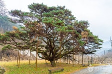 예천 사부리 소나무 관광 정보와 주변 관광 명소 및 근처 맛집 여행 정보