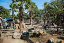 オリンワンジャ・カムギュルバッ（어린왕자감귤밭） - レストラン - 韓国旅行・観光情報