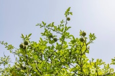 강화 갑곶리 탱자나무 관광 정보와 주변 관광 명소 및 근처 맛집 여행 정보