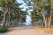 Yeongokhaebyeon Beach (Yeongok Beach) (연곡해변(연곡해수욕장)) - Sightseeing - Korea travel and tourism information