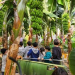 다향농장 관광 정보와 주변 관광 명소 및 근처 맛집 여행 정보