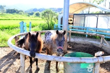 어등산승마클럽 레저스포츠 정보와 주변 관광 명소 및 근처 맛집 여행 정보