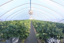 한사랑딸기체험농장 관광 정보와 주변 관광 명소 및 근처 맛집 여행 정보