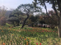 하늘빛수목정원 튤립축제 최신 축제 공연 행사 정보와 주변 관광 명소 및 근처 맛집 여행 정보