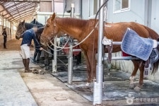 남서울승마클럽 레저스포츠 정보와 주변 관광 명소 및 근처 맛집 여행 정보