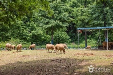 늘솔길공원양떼목장 관광 정보와 주변 관광 명소 및 근처 맛집 여행 정보