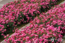 중랑장미공원 관광 정보와 주변 관광 명소 및 근처 맛집 여행 정보