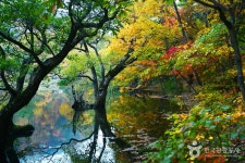 Jusanji Pond [National Geopark] (주산지 (청송 국가지질공원)) - Sightseeing - Korea travel and tourism information
