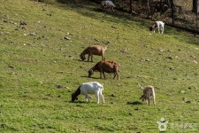 평창문화관광 > 관광명소 > 평창관광지 평창문화관광  &gt; 관광명소 &gt; 평창관광지