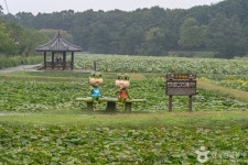 내동마을 연꽃단지 관광 정보와 주변 관광 명소 및 근처 맛집 여행 정보