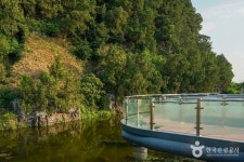 대구 도동 측백나무 숲 관광 정보와 주변 관광 명소 및 근처 맛집 여행 정보