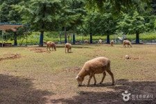 늘솔길공원양떼목장 관광 정보와 주변 관광 명소 및 근처 맛집 여행 정보