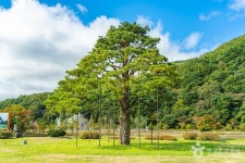 Фото из результатов поиска Naver 2
