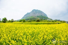 山房山（済州）（산방산（제주）） - 観光 - 韓国旅行・観光情報