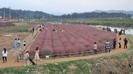 예산느티나무캠핑장 - 주변 여행 및 근처 관광 명소 - 국내 여행 정보와 관광 명소 정보
