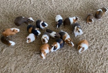 애니멀필드 관광 정보와 주변 관광 명소 및 근처 맛집 여행 정보