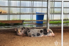 주주팜 동물농장 관광 정보와 주변 관광 명소 및 근처 맛집 여행 정보