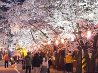 에덴벚꽃길 벚꽃축제 최신 축제 공연 행사 정보와 주변 관광 명소 및 근처 맛집 여행 정보