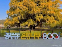 은행나무집 - 주변 여행 및 근처 관광 명소 - 국내 여행 정보와 관광 명소 정보