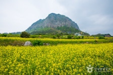山房山（済州）（산방산（제주）） - 観光 - 韓国旅行・観光情報