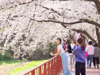에덴벚꽃길 벚꽃축제 최신 축제 공연 행사 정보와 주변 관광 명소 및 근처 맛집 여행 정보