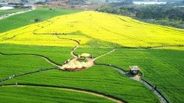 Gochang Green Barley Field Festival (고창청보리밭 축제) - Festivals - Korea travel and tourism information