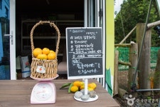 보메와산감귤체험농장 관광 정보와 주변 관광 명소 및 근처 맛집 여행 정보