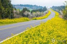 Seogwipo Gasiri Village (Noksan-ro Canola Flower Road) (서귀포 가시리마을 (녹산로 유채꽃도로)) - Sightseeing - Korea travel... 