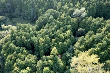 편백숲내음길 관광 정보와 주변 관광 명소 및 근처 맛집 여행 정보