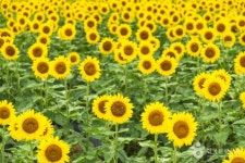 난정리 해바라기마을 정원 관광 정보와 주변 관광 명소 및 근처 맛집 여행 정보